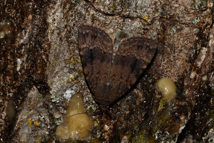 Amphipyra sp.